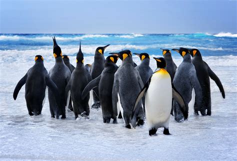 Wild Penguin Bwin